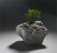 Andrea Salvatori, Cheap Bonsai, 2010, pottery,bonsai, soli and paper 46x35x32